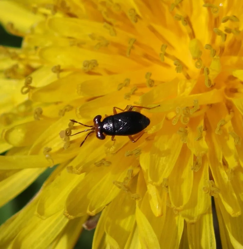 Big-eyed bug on a yellow dandelion flower in its natural habitat