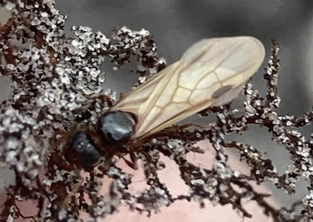 Winged big-headed ant reproductive (alate) with visible wings showing the characteristic body structure