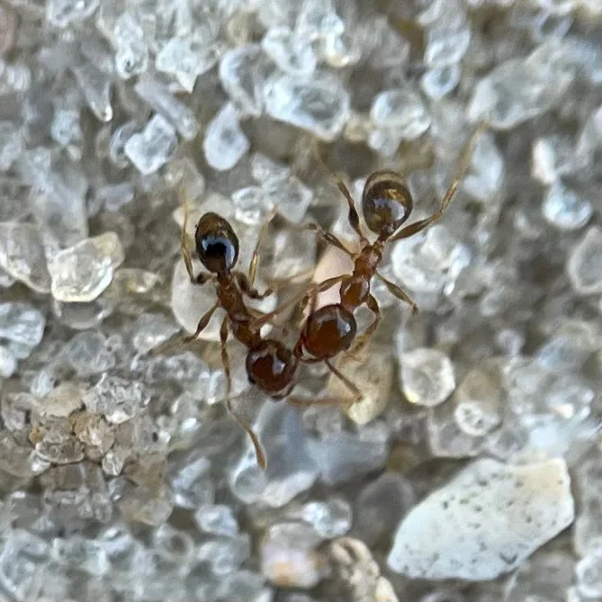 Two big-headed ants showing the size difference between a major worker (soldier) with large head and a smaller minor worker