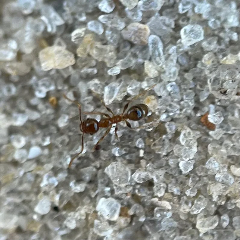 Single big-headed ant minor worker showing reddish-brown coloration and typical ant body structure