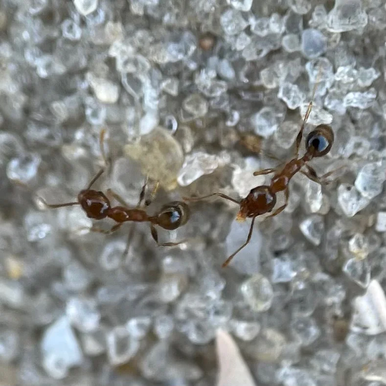 Big-headed ant major and minor workers side by side demonstrating the characteristic dimorphic worker caste system