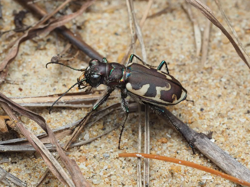 Big sand tiger beetle with dark brown wing covers and bold cream markings on sandy soil