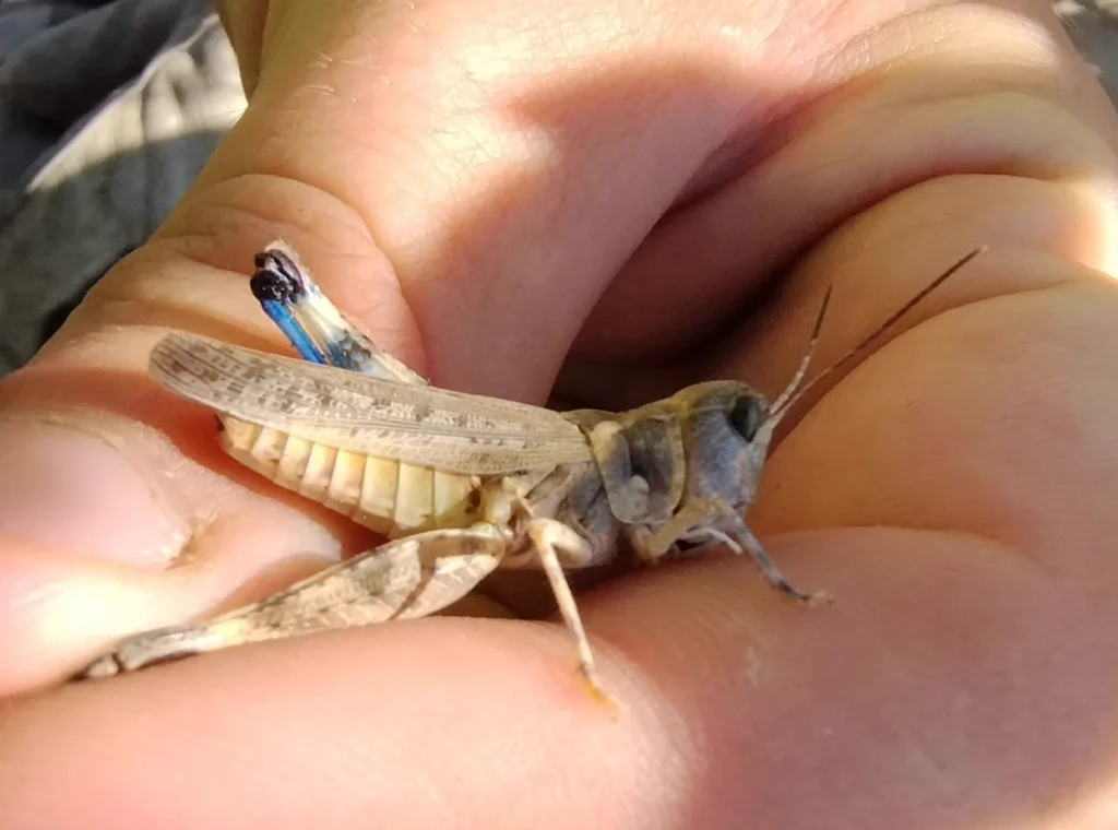 Bigheaded grasshopper displaying its distinctive medium-blue hind tibiae