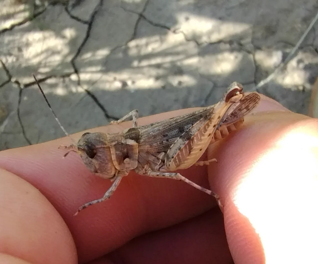 Side profile of a bigheaded grasshopper showing its characteristically large head and gray-tan coloration