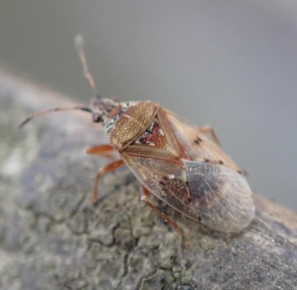 Close-up of birch catkin bug displaying characteristic rust coloring and wing pattern