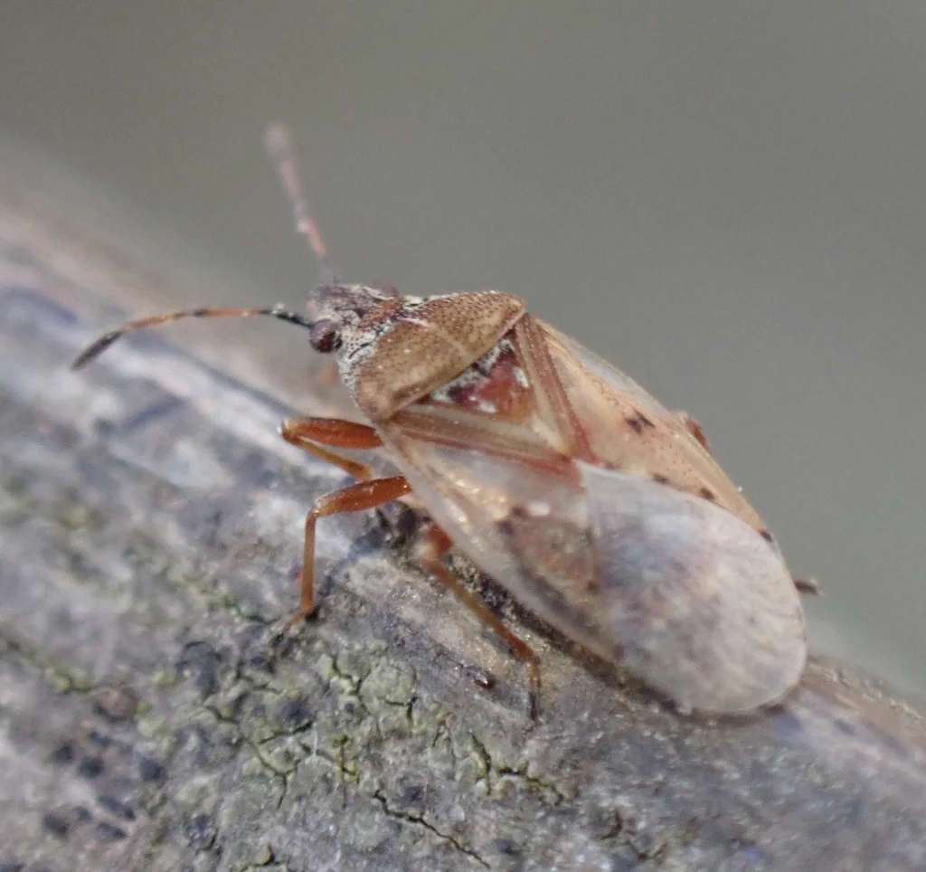 Side view of birch catkin bug on bark showing wing pattern and coloring