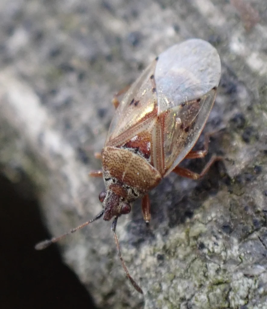 Birch catkin bug macro photo showing wing structure and pitted body surface