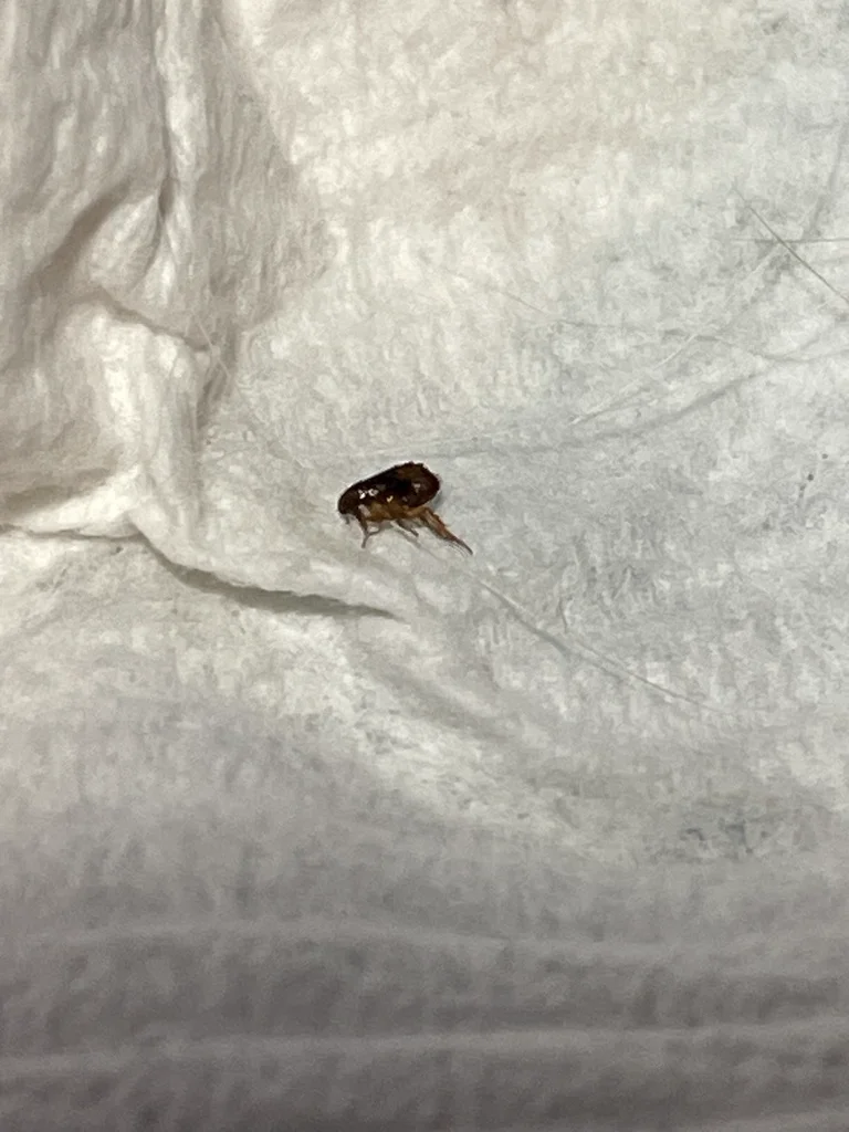 Dark brown bird flea on white tissue showing its laterally compressed body