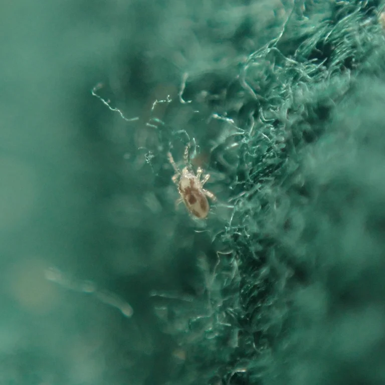 Single bird mite with visible legs crawling on textile fibers