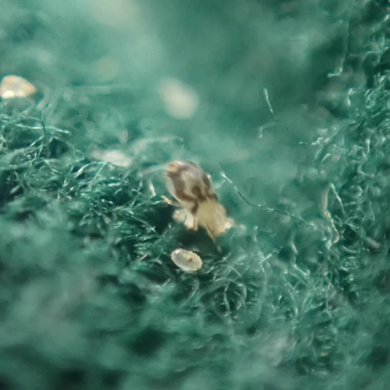 Multiple bird mites and eggs visible on fabric showing infestation pattern