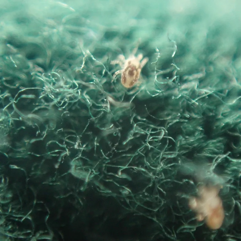 Bird mite specimen showing characteristic body shape and coloration