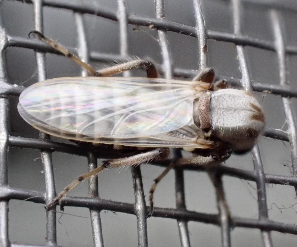 Biting midge on window screen showing its size relative to mesh openings