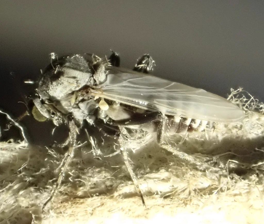 Side view of a biting midge displaying its hunched thorax and delicate wings