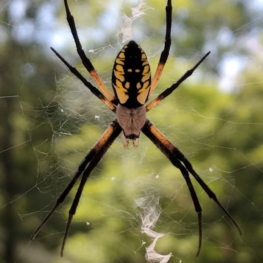 Black and yellow garden spider in a circular web with zigzag silk