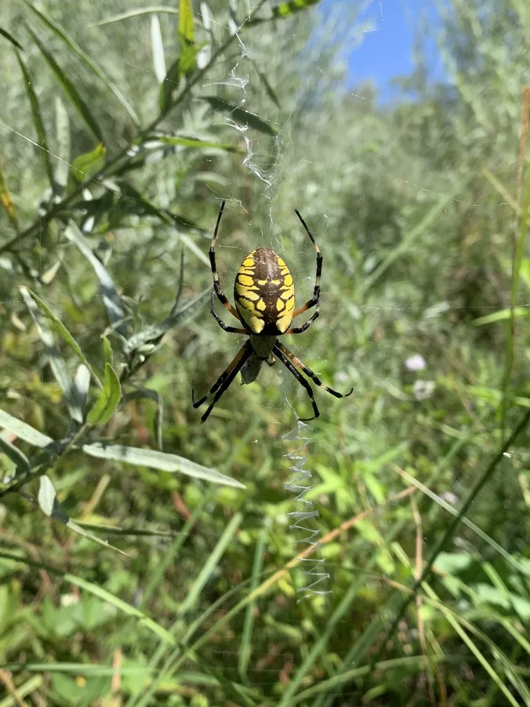 Black and yellow garden spider in its web among tall grass with blue sky background