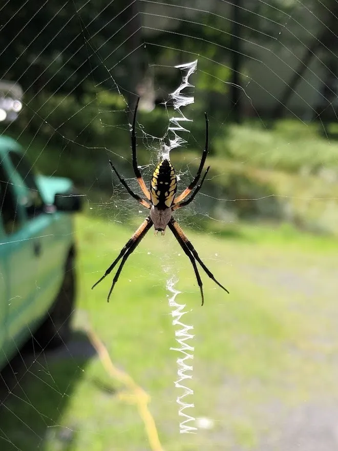 Black and yellow garden spider on its web with visible zig-zag stabilimentum silk decoration