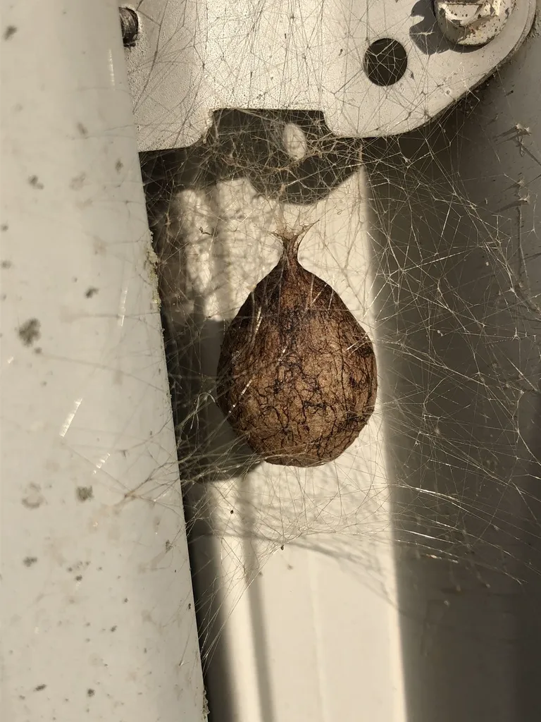 Brown papery egg sac of a black and yellow garden spider attached near a door frame