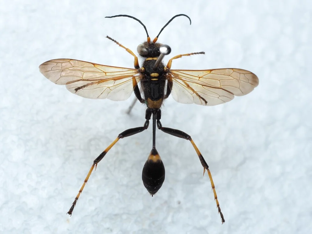 Black and yellow mud dauber wasp on its mud nest