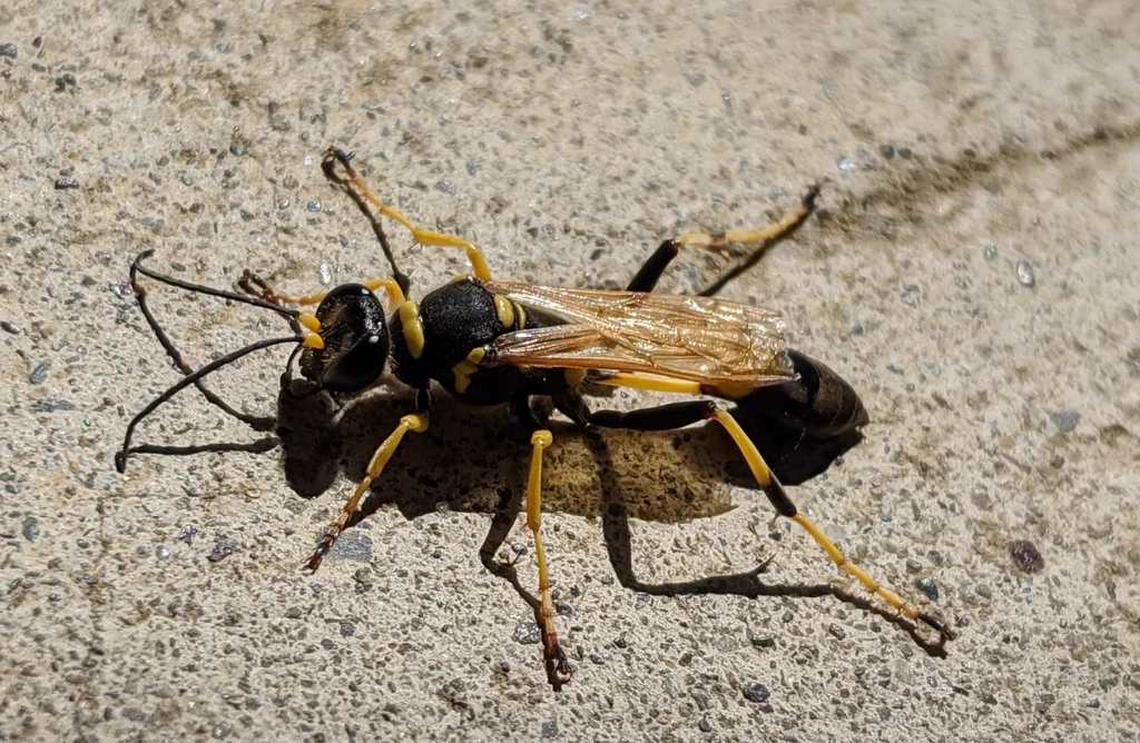 Black and yellow mud dauber wasp on concrete surface showing full body profile