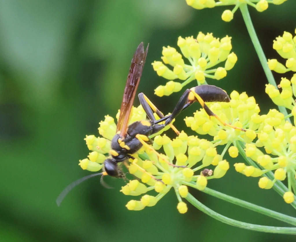 Black and yellow mud dauber feeding on yellow flower nectar
