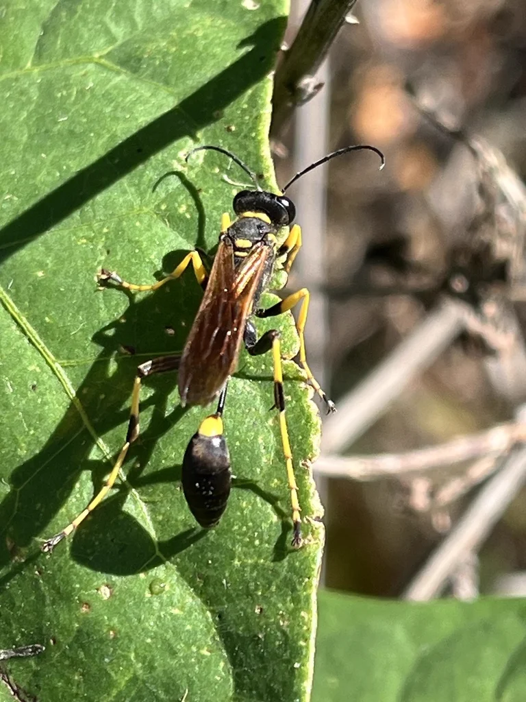 Side profile of black and yellow mud dauber on green leaf showing slender body