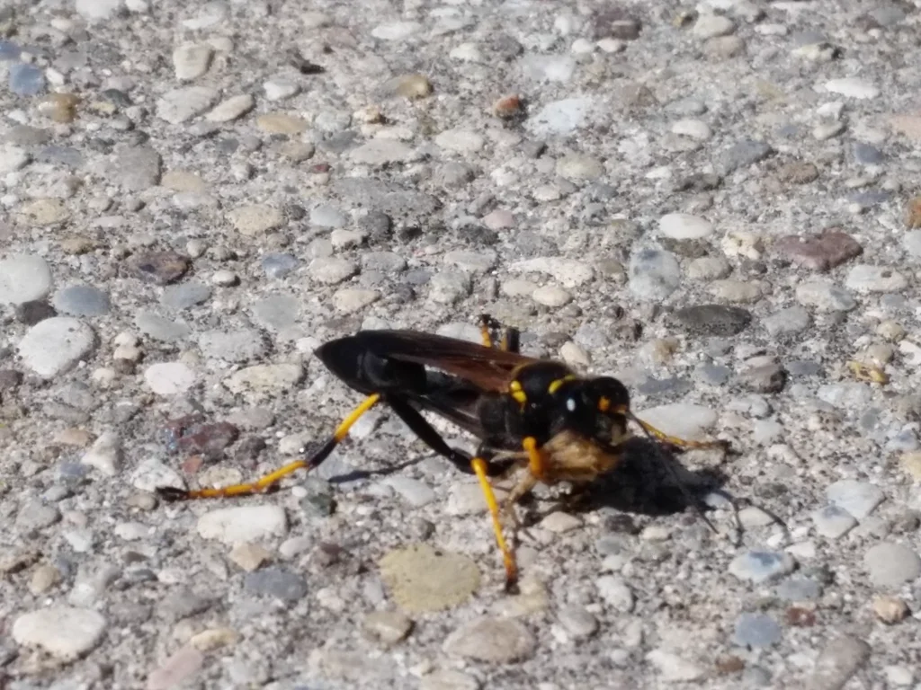 Black and yellow mud dauber wasp on gravel surface in natural habitat