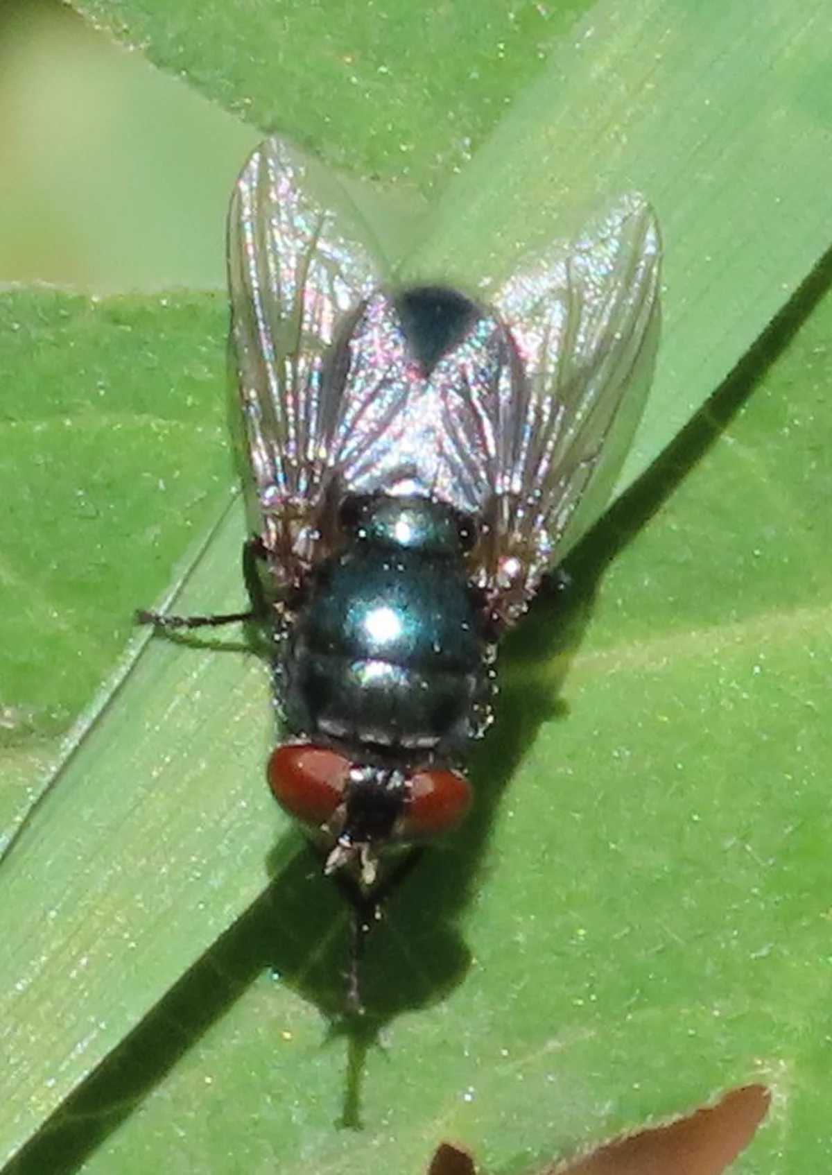 Close-up of a black blow fly displaying its large reddish-brown compound eyes