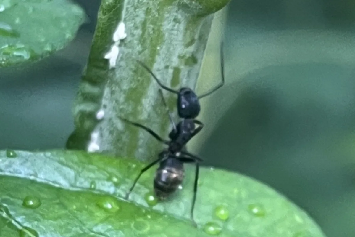 Black carpenter ant worker climbing down a plant stem onto a wet leaf while foraging
