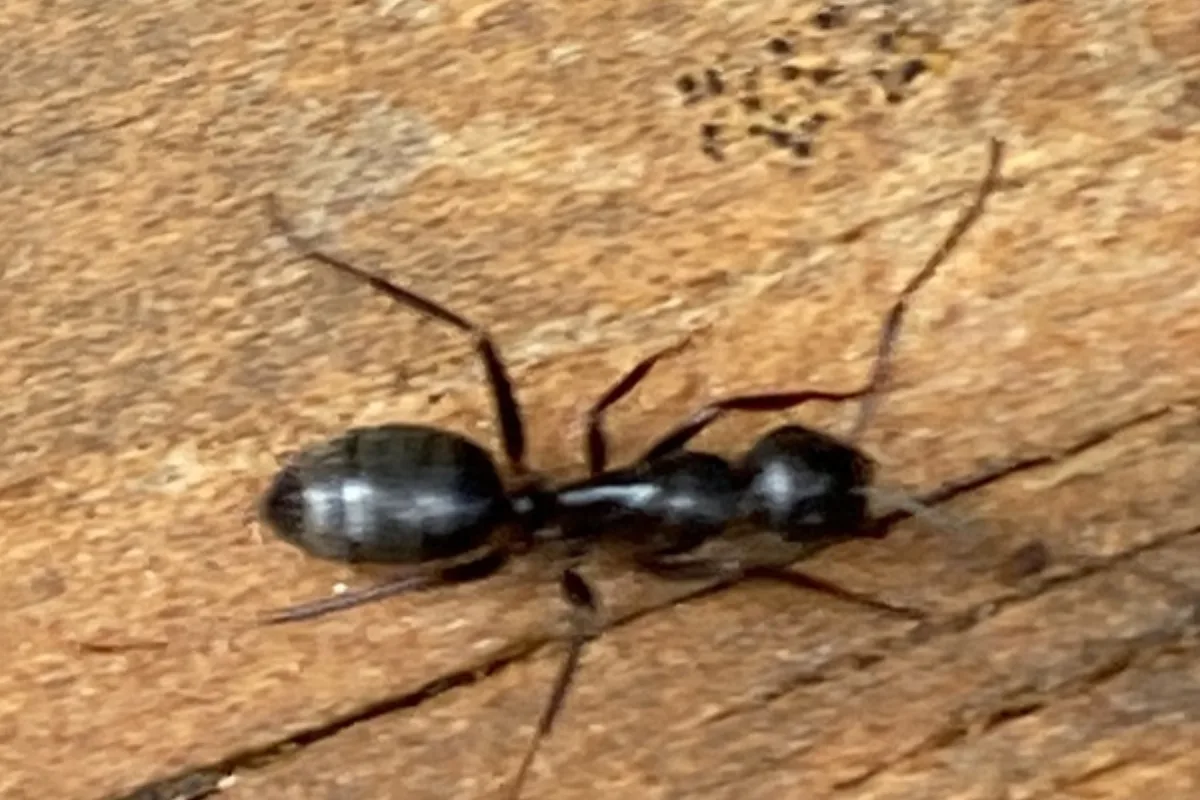 Black carpenter ant worker walking across a weathered wood board