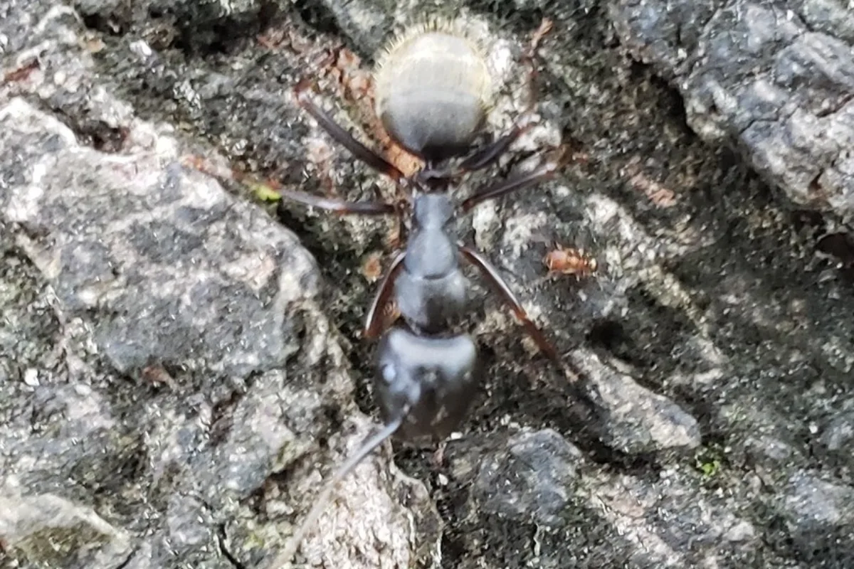 Top-down view of a black carpenter ant on tree bark with pale hairs covering its abdomen