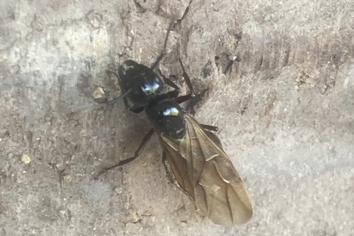 Winged black carpenter ant on a stone surface with its long front wings folded over its back