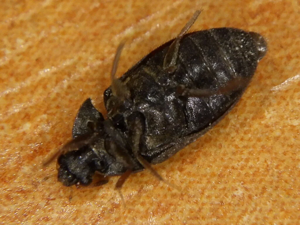 Close-up of a black carpet beetle showing its solid dark oval body on orange fabric