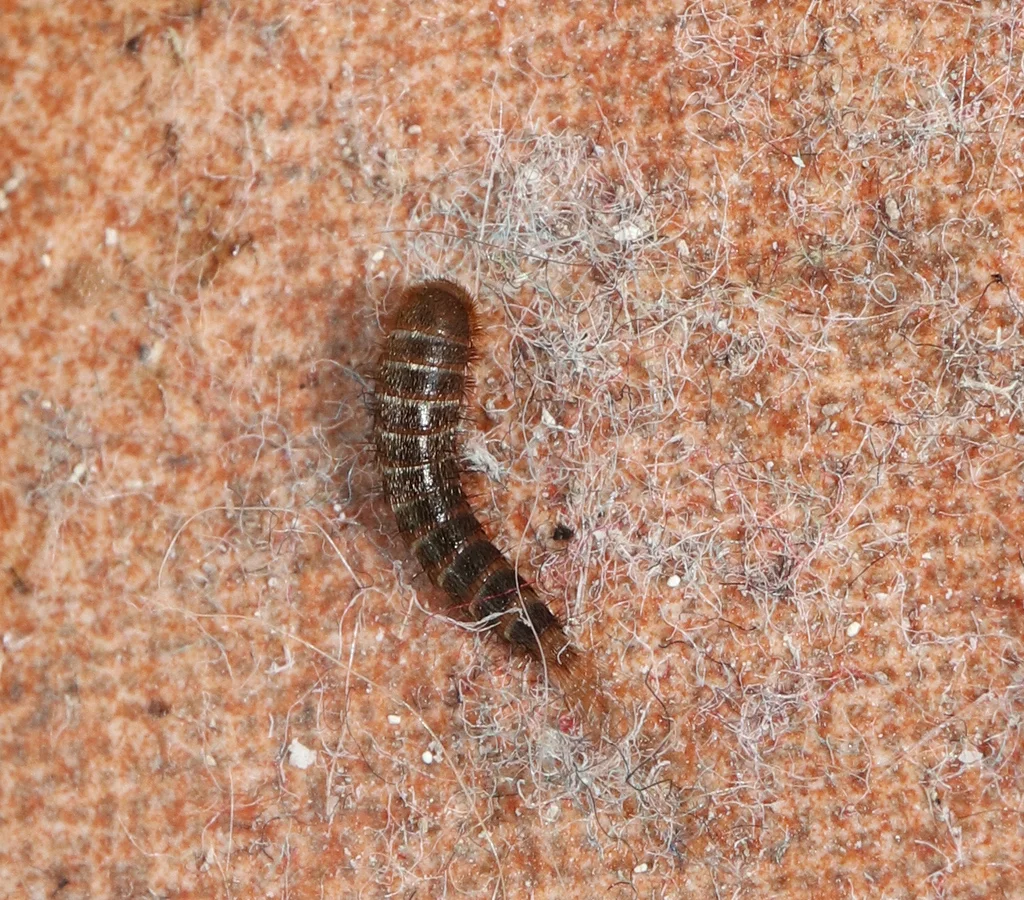 Black carpet beetle larva showing distinctive golden-brown bristly hairs and segmented body