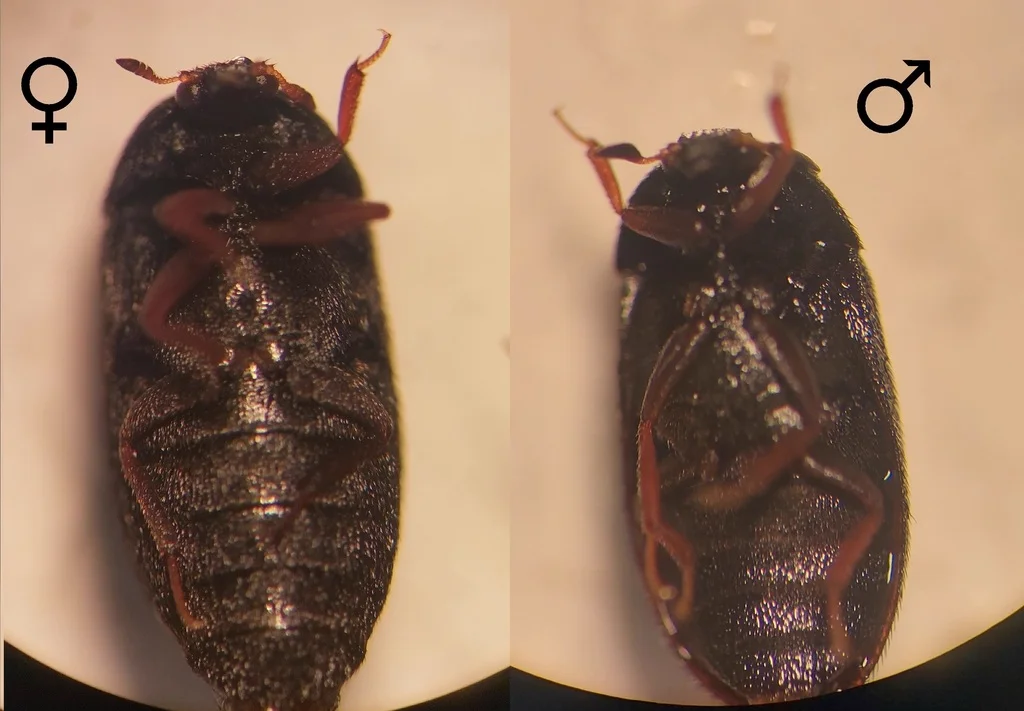 Comparison of female and male black carpet beetles showing antenna differences