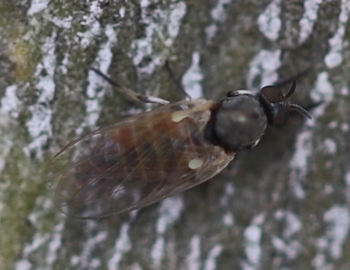 Top-down view of black fly showing wing venation and humpbacked body structure