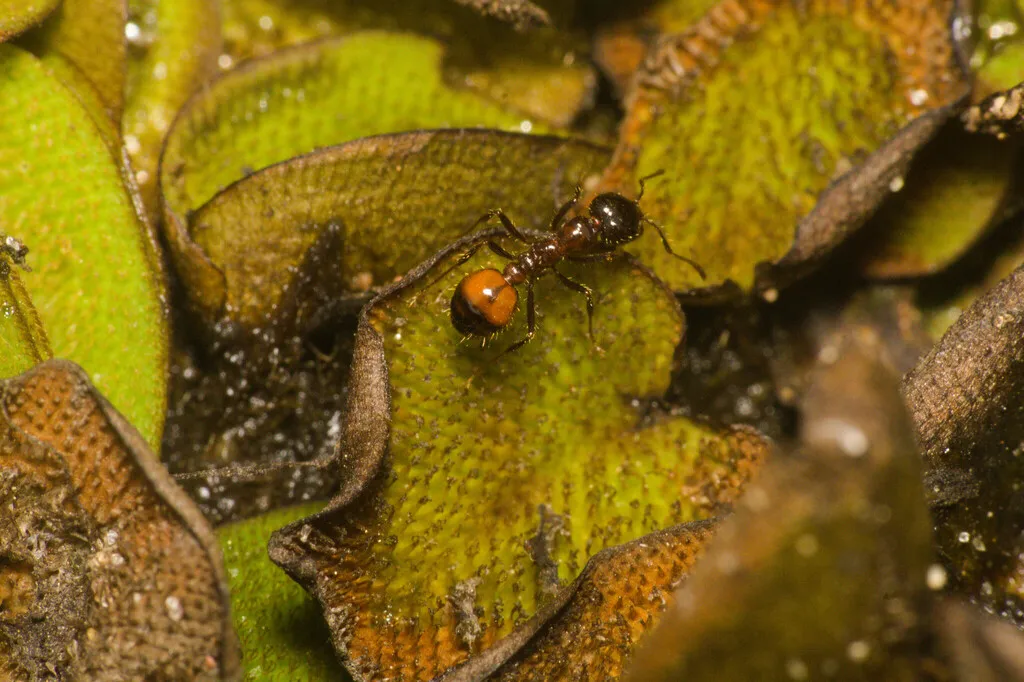 Black imported fire ant foraging on plant leaves