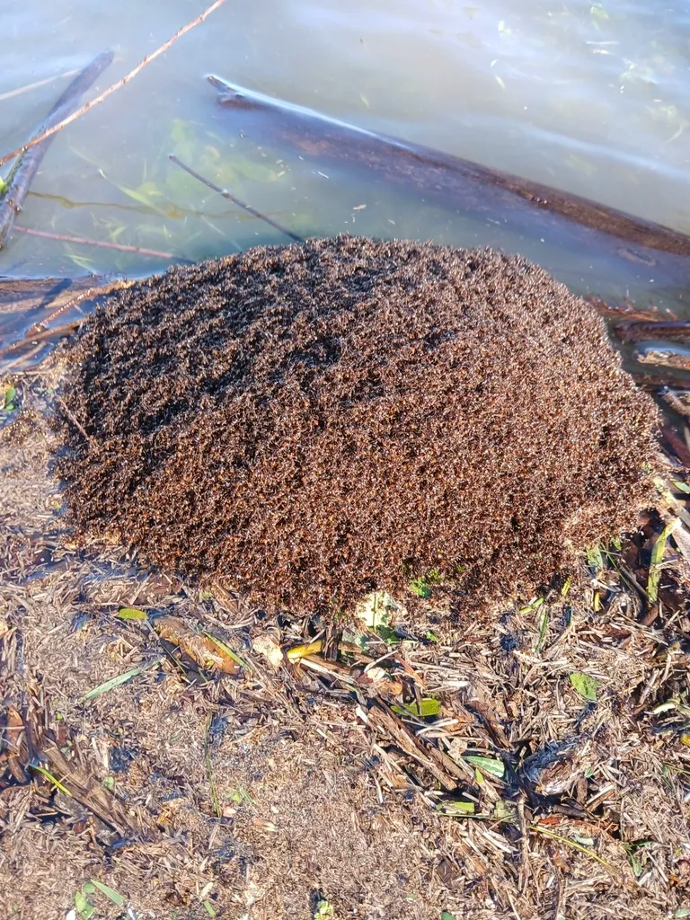 Black imported fire ant mound near a waterline showing dome-shaped nest structure