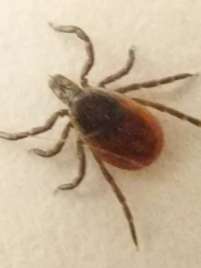 Close-up of a blacklegged (deer) tick on a leaf