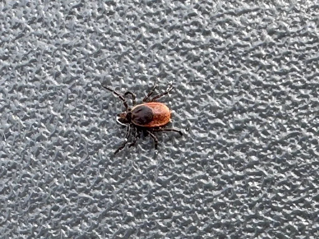 Adult black-legged tick on textured surface showing all eight legs