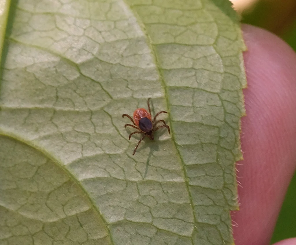 Black-legged tick on a green leaf in its natural woodland habitat