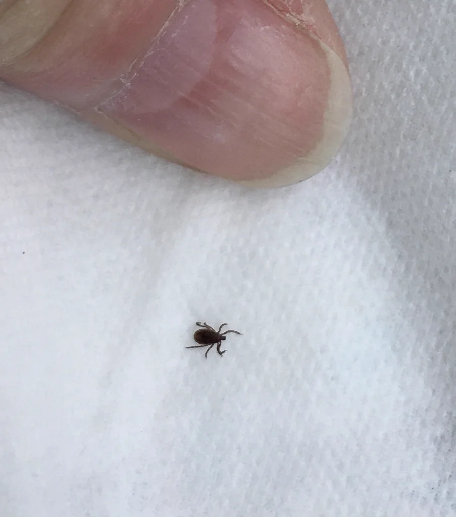 Black-legged tick on white fabric with finger for size comparison