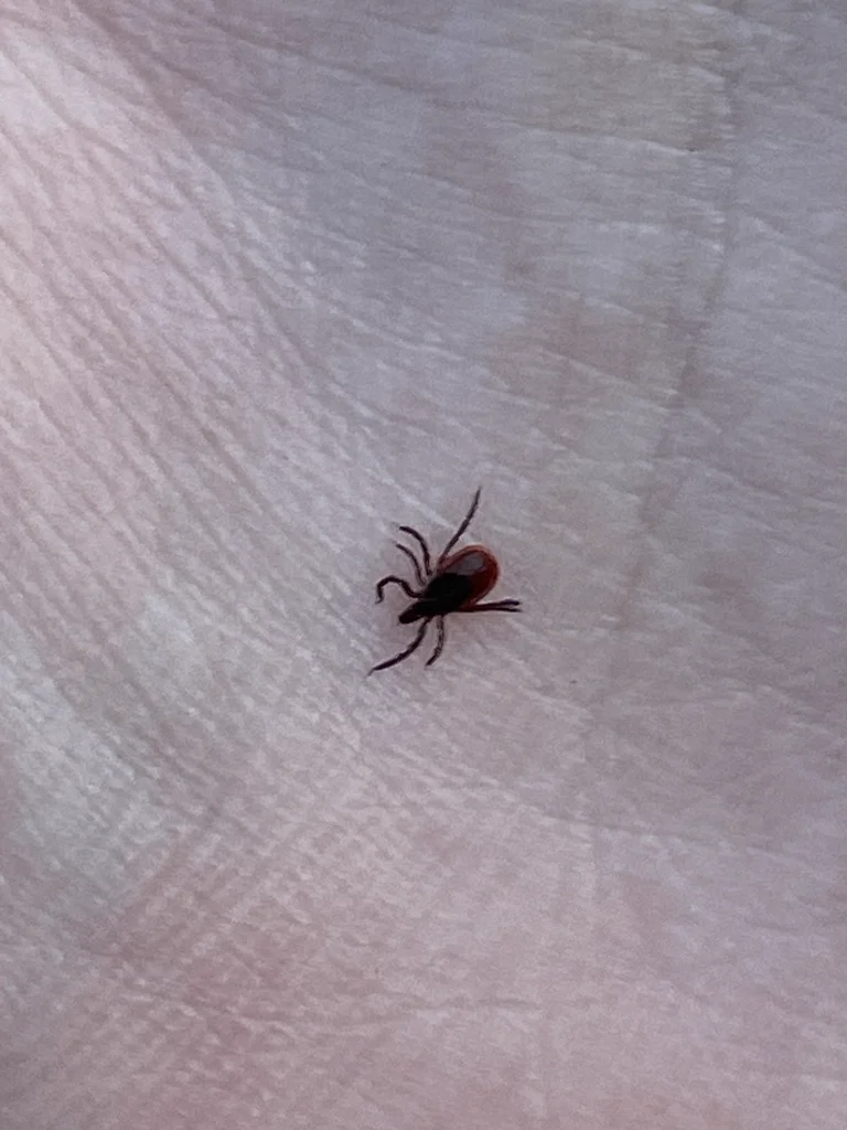 Black-legged tick on human palm demonstrating small size