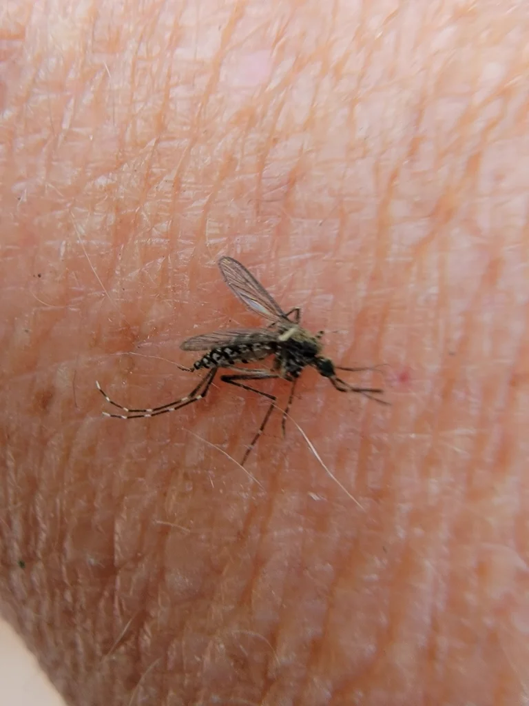 Close-up of black saltmarsh mosquito taking a blood meal