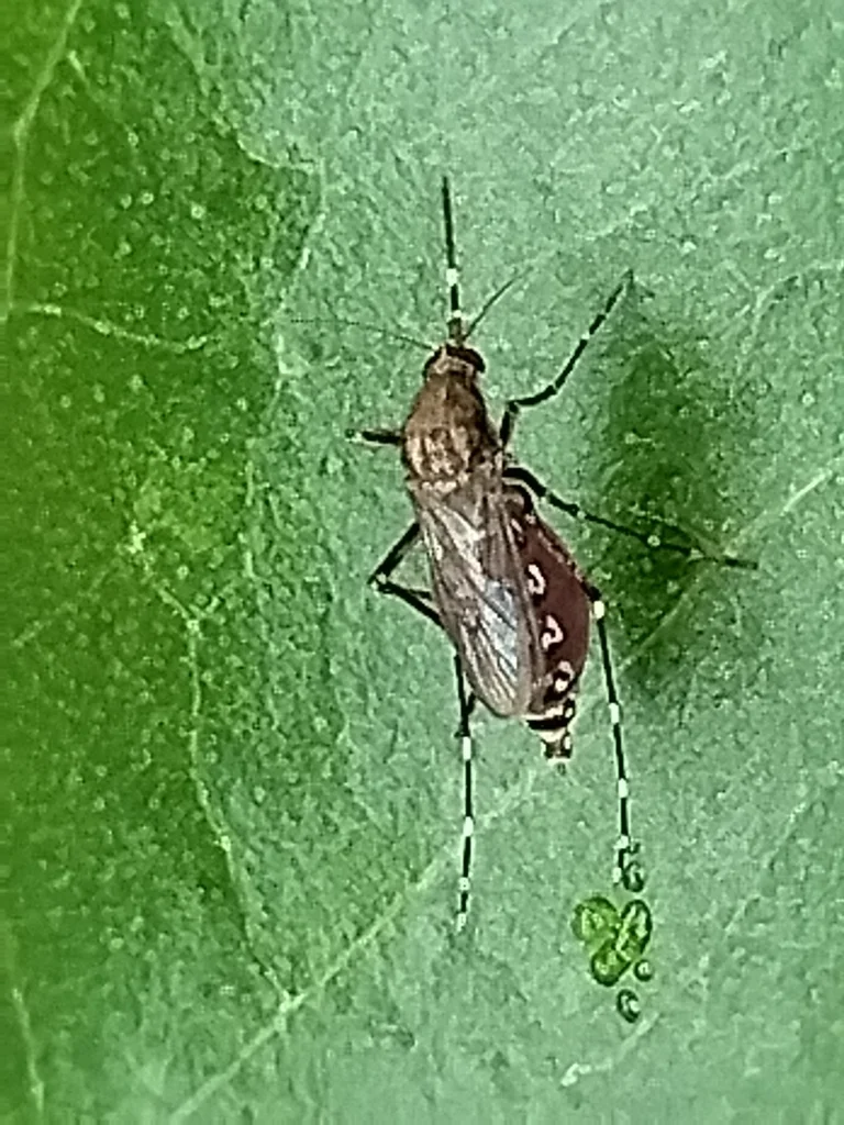 Black salt marsh mosquito with white bands on its legs