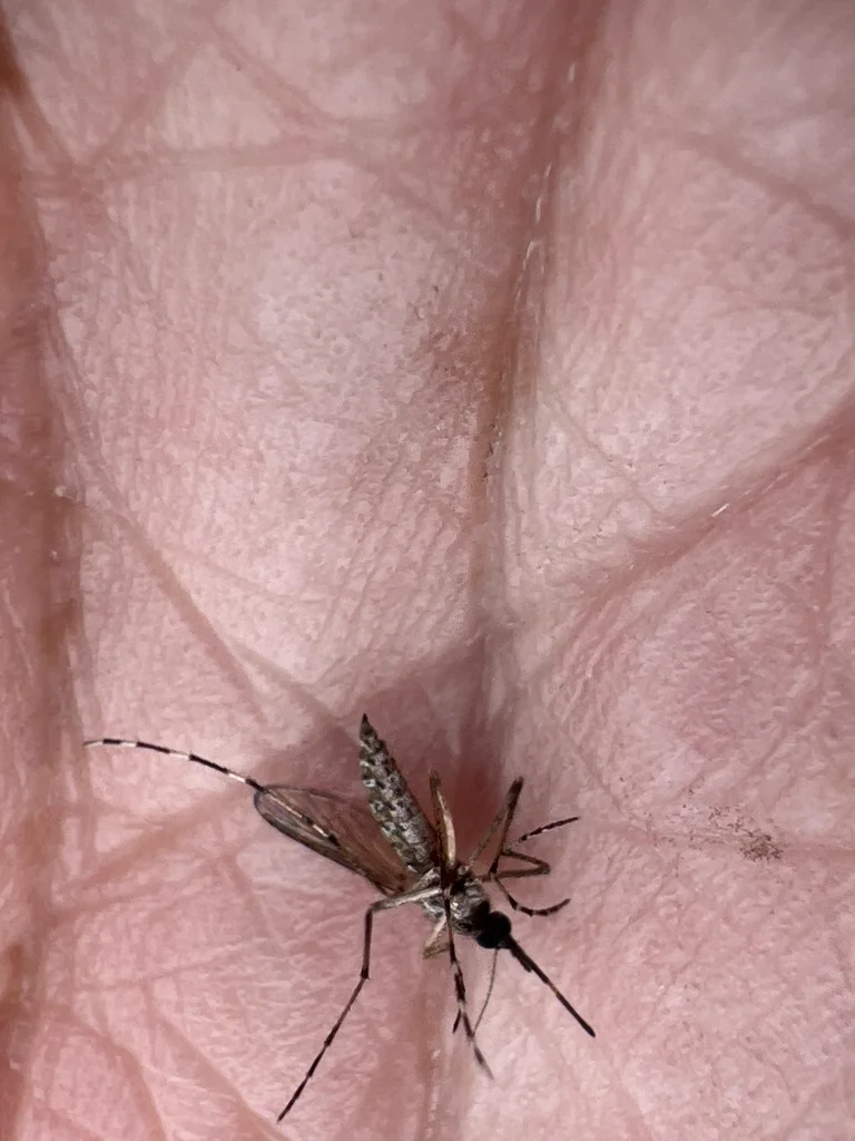Black saltmarsh mosquito on human skin showing white-banded abdomen and legs