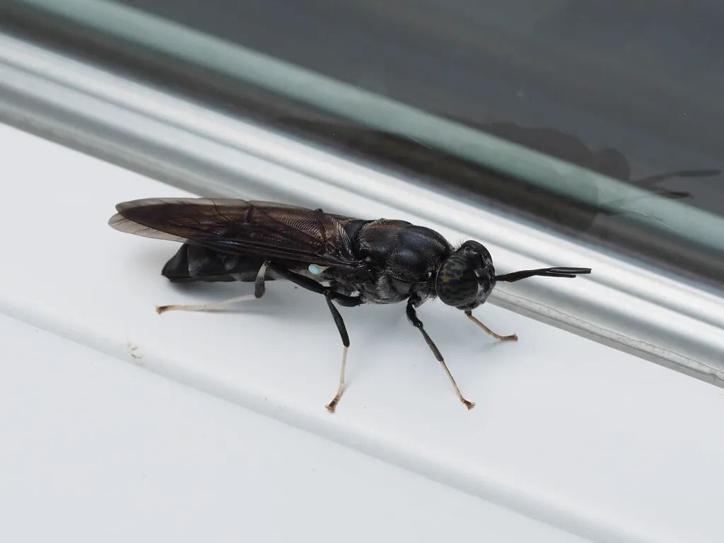 Side profile of a black soldier fly showing its wasp-like body shape