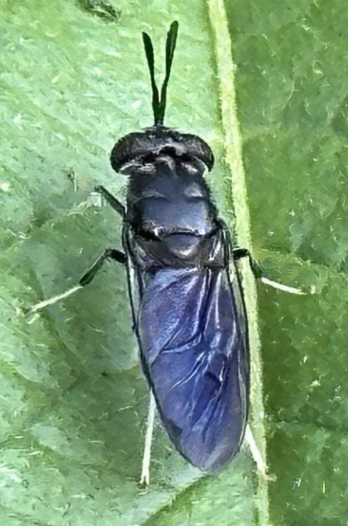 Black soldier fly from above showing metallic blue coloring on wings