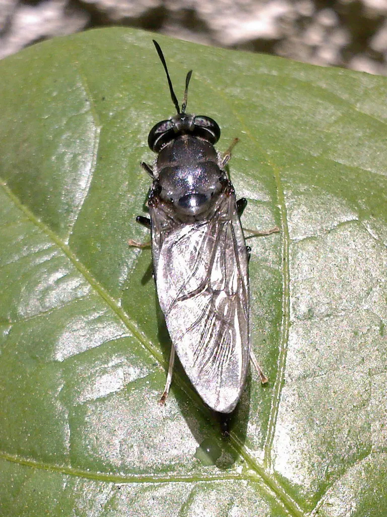 Black soldier fly on a leaf displaying wing venation and body structure