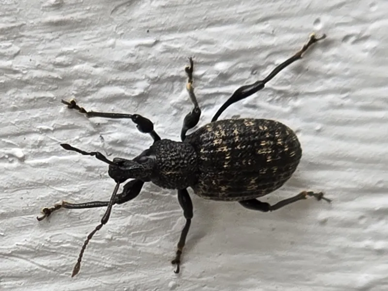 Black vine weevil crawling on white house siding, a common sight when adults wander toward homes in late summer