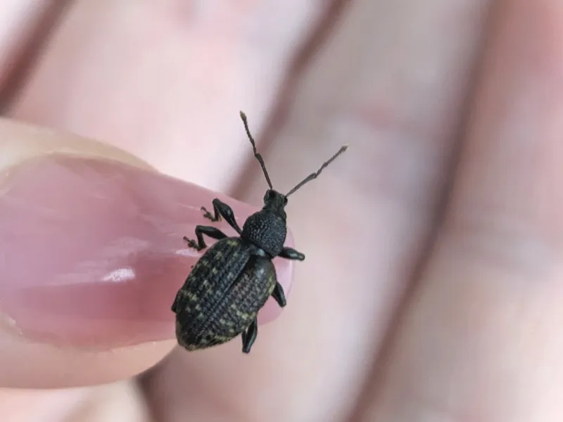 Black vine weevil perched on a fingertip showing its roughly half-inch size